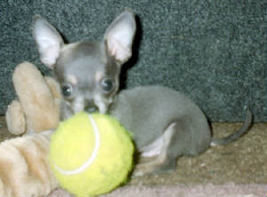 chico1.jpg