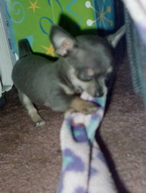 chico2.jpg