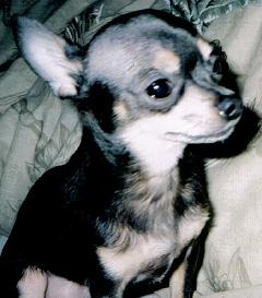 chico.jpg