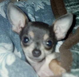 mychico.jpg
